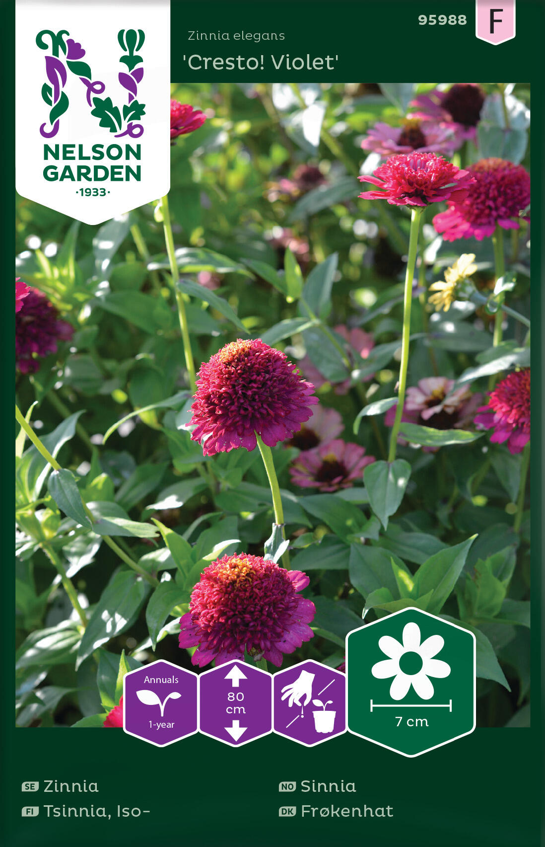 Sinnia 'Cresto! violett'